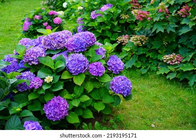  Hydrangea flowers - Hydrangea macrophylla - Beautiful bush of  in a garden  - Shutterstock ID 2193195171