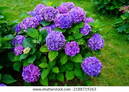  Hydrangea flowers - Hydrangea macrophylla - Beautiful bush of  in a garden 