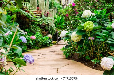 Hydrangea Flowers And Other Flowers Garden