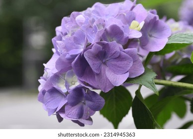 Hydrangea flowers. Seasonal background material. Hydrangea flowers are a seasonal tradition in Japan during the rainy season. - Shutterstock ID 2314945363