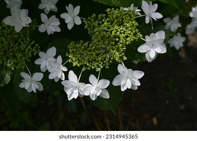 Hydrangea flowers. Seasonal background material. Hydrangea flowers are a seasonal tradition in Japan during the rainy season. - Shutterstock ID 2314945365