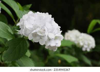 Hydrangea flowers. Seasonal background material. Hydrangea flowers are a seasonal tradition in Japan during the rainy season. - Shutterstock ID 2314945367