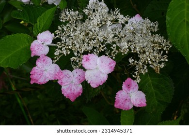 Hydrangea flowers. Seasonal background material. Hydrangea flowers are a seasonal tradition in Japan during the rainy season. - Shutterstock ID 2314945371