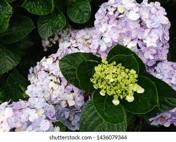 Hydrangea Flowers In Taitung Taiwan 