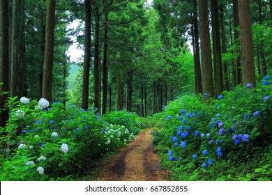 Hydrangea in the forest