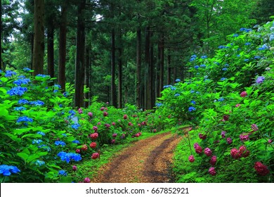 Hydrangea in the forest