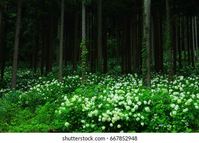 Hydrangea in the forest