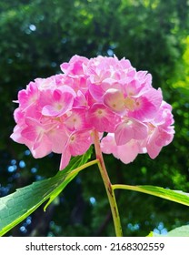 Hydrangea Found In Gaithersburg, Maryland