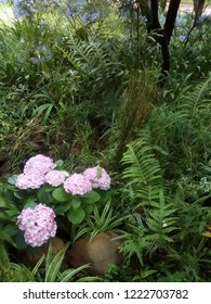 Hydrangea in full bloom