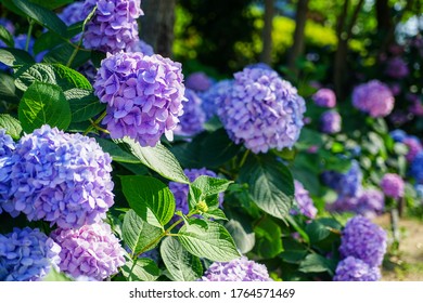 Hydrangea Garden In Maishima, Osaka