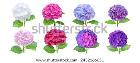 Hydrangea or hortensia eight flowers set isolated on white. White, blue, pink, purple and bicolor hortensia flowering plants.
Different colors inflorescences collection.