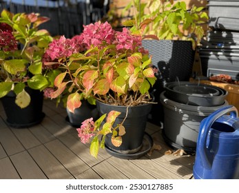 Hydrangea hortensia flowers plants with bright yellow leaves and pink dry fowers in decorative flower pots in autumn winter time in balcony garden - Powered by Shutterstock