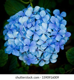 Hydrangea or Hortensia. Light blue ball of flowers on dark green floral background.