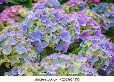 Hydrangea, Hortensia, A Popular Ornamental Plant. Flowering Flowers For The Garden, Park, Balcony, Terrasse. Landscape Design Concept