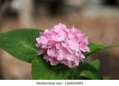 Hydrangea, Hydrangeaceae, cornales