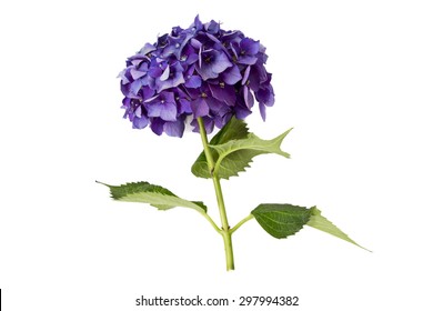 Hydrangea Isolated