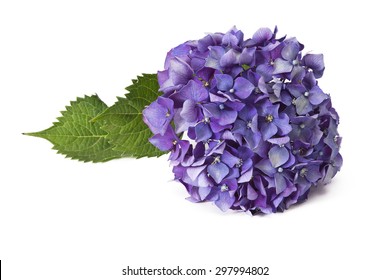 Hydrangea Isolated