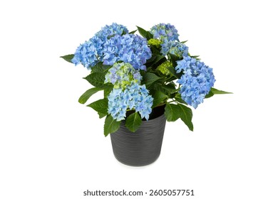 Hydrangea isolated on white background. Hydrangea in a pot. Beautiful flowers. Spring bouquet. Blue, pink and lilac hydrangea flowers.