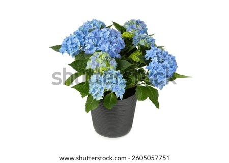 Hydrangea isolated on white background. Hydrangea in a pot. Beautiful flowers. Spring bouquet. Blue, pink and lilac hydrangea flowers.