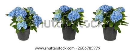 Hydrangea isolated on white background. Hydrangea in a pot. Beautiful flowers. Spring bouquet. Blue, pink and lilac hydrangea flowers.