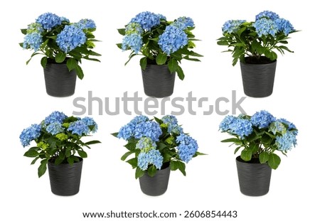 Hydrangea isolated on white background. Hydrangea in a pot. Beautiful flowers. Spring bouquet. Blue, pink and lilac hydrangea flowers.