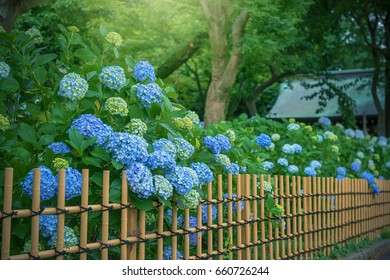 紫陽花 雨 の写真素材 画像 写真 Shutterstock