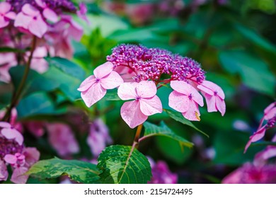 Hydrangea lacecap 'Twist-n-Shout' Blooms, closeup. Purple hydrangeas flower head in garden. Grandiflora hortensia flowers. Endless Summer Hydrangea, close up. Endless Summer Twist-N-Shout Hydrangea 