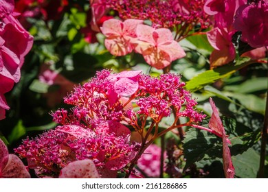 Hydrangea lacecap 'Twist-n-Shout' Blooms, closeup. Red pink hydrangeas flower head in garden. Grandiflora hortensia flowers. Endless Summer Hydrangea, close up. Endless Summer Twist-N-Shout Hydrangea 
