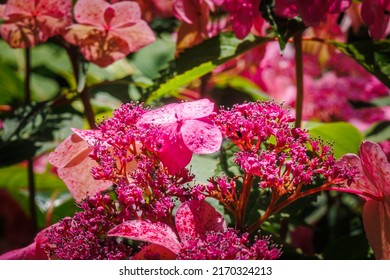 Hydrangea lacecap 'Twist-n-Shout' Blooms, closeup.Endless Summer Twist-N-Shout Hydrangea. Red pink hydrangeas flower head in garden. Endless Summer Hydrangea, close up. 