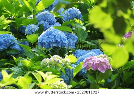 HYDRANGEA IN THE LANDSCAPE GARDEN 