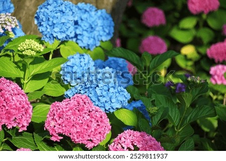 HYDRANGEA IN THE LANDSCAPE GARDEN 