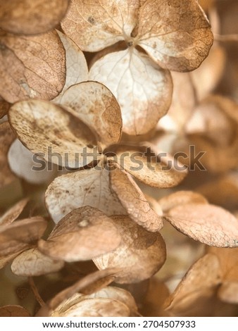 Hydrangea macro photography, flower texture, flowers up close, nature texture, background photo, beautiful background photo, autumn, autumn aesthetics, dried flowers, bouquet