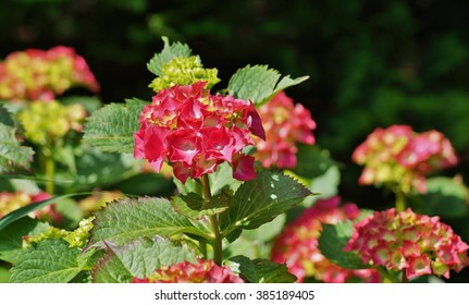  Hydrangea macrophylla - Beautiful bush of hydrangea flowers in a garden - hortensia flowers  - Shutterstock ID 385189405