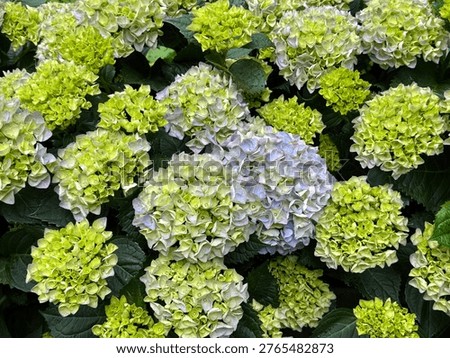 Hydrangea macrophylla Bigleaf Hydrangea green blue flowers.