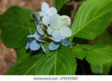 Hydrangea macrophylla, bigleaf hydrangea, lacecap hydrangea, mophead hydrangea, hortensia