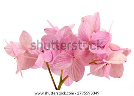 Hydrangea macrophylla, bigleaf hydrangea, lacecap hydrangea, mophead hydrangea, hortensia