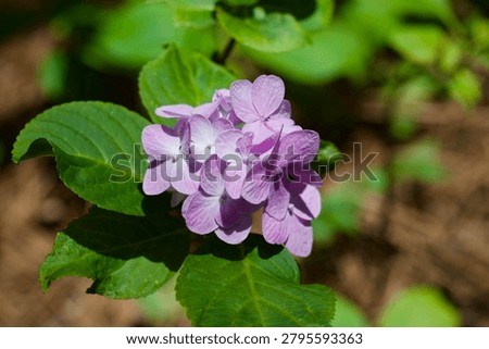 Hydrangea macrophylla, bigleaf hydrangea, lacecap hydrangea, mophead hydrangea, hortensia
