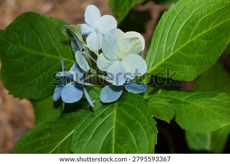 Hydrangea macrophylla, bigleaf hydrangea, lacecap hydrangea, mophead hydrangea, hortensia