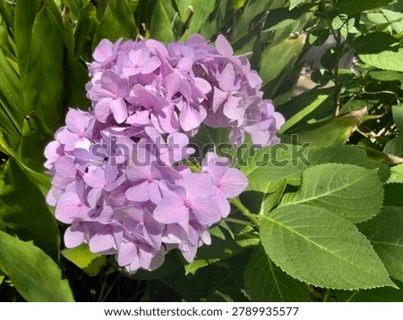 Hydrangea macrophylla, bigleaf hydrangea, hydrangea, mophead hydrangea, and hortensia