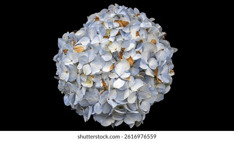 Hydrangea macrophylla in the black backgound 