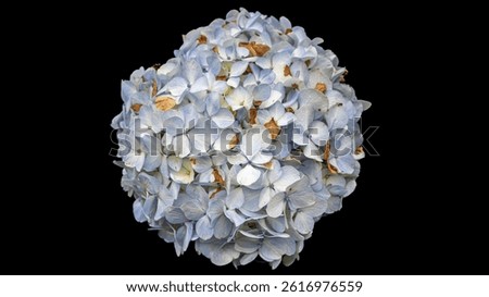 Hydrangea macrophylla in the black backgound 