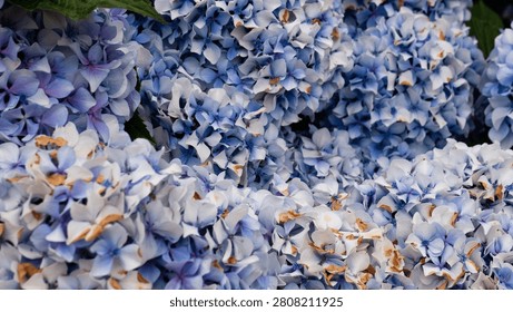 Hydrangea macrophylla Blue Mophead Bloom Close-Up — Blue and Lavender Hydrangea Corymbs with Green Leaves, Atlantic Garden Portugal