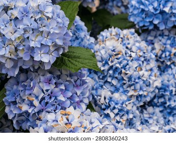 Hydrangea macrophylla Blue Mophead Bloom Close-Up — Blue and Lavender Hydrangea Corymbs with Green Leaves, Atlantic Garden Portugal