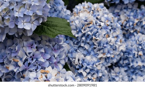 Hydrangea macrophylla Blue Mophead Bloom Close-Up — Blue and Lavender Hydrangea Corymbs with Green Leaves, Atlantic Garden Portugal