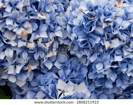Hydrangea macrophylla Blue Mophead Bloom Close-Up — Blue and Lavender Hydrangea Corymbs with Green Leaves, Atlantic Garden Portugal