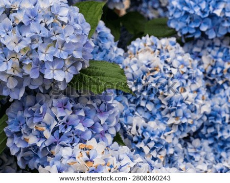 Hydrangea macrophylla Blue Mophead Bloom Close-Up — Blue and Lavender Hydrangea Corymbs with Green Leaves, Atlantic Garden Portugal