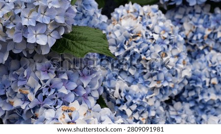 Hydrangea macrophylla Blue Mophead Bloom Close-Up — Blue and Lavender Hydrangea Corymbs with Green Leaves, Atlantic Garden Portugal
