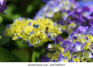 Hydrangea macrophylla in blue with  a small insect resting on top in full colour 