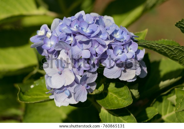 Hydrangea Macrophylla Bodensee Stock Photo Edit Now 760865131