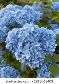 Hydrangea macrophylla 'Bodensee' (Blue Mophead Hydrangea) flowering in summer